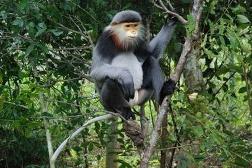 Khởi tố đối tượng mua bán, tàng trữ động vật rừng quý hiếm
