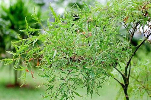 Uống nước lá đinh lăng hiệu quả cực tốt, không phải ai cũng biết