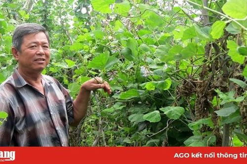 Xã Phước Hưng tập trung chuyển đổi cây trồng