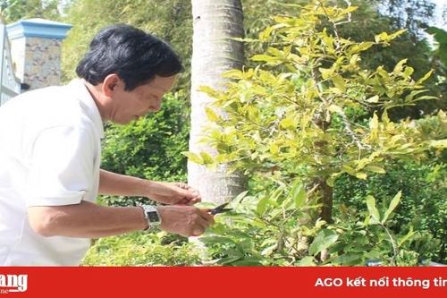 Mai vàng cù lao Ông Hổ chuẩn bị đón xuân