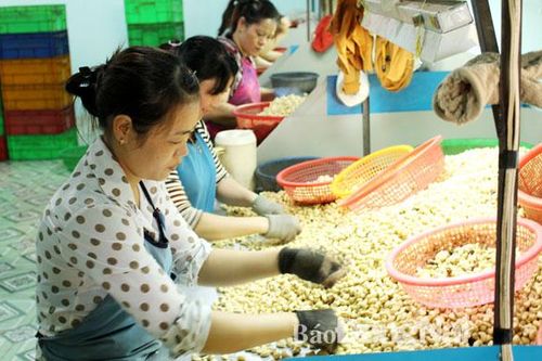 Trung Quốc là thị trường nhập khẩu hạt điều lớn nhất của Đồng Nai