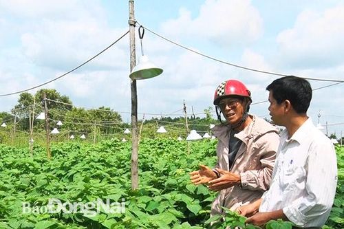 Trồng rau tía tô xuất khẩu