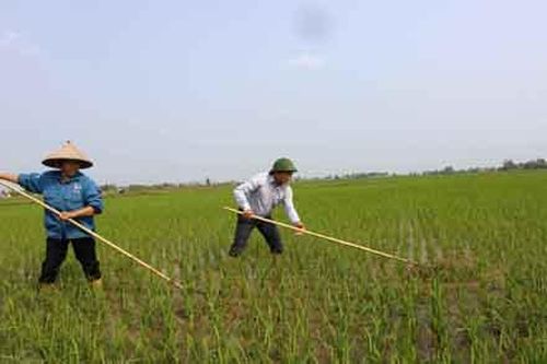 Giải pháp kỹ thuật trong sản xuất lúa hữu cơ