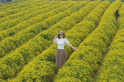 Sắc vàng trên cánh đồng cúc chi