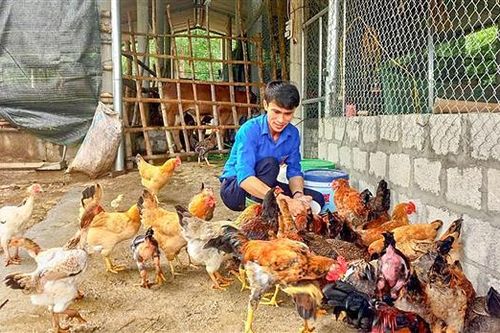 Vĩnh Linh: Đẩy mạnh phát triển các loại vật nuôi khác bù đắp lượng thịt lợn thiếu hụt do dịch bệnh