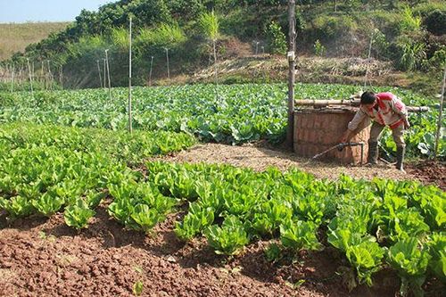 Yên Châu chủ động phòng, chống hạn cho cây trồng vụ đông