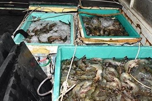 Hơn 250kg tôm chứa tạp chất trên đường đi tiêu thụ thì bị phát hiện