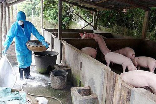 Hà Nội: 90% số xã có dịch tả lợn châu Phi không phát sinh mới