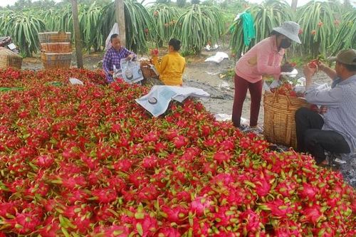 Giải pháp nào hạn chế tình trạng nông sản ùn ứ tại cửa khẩu?