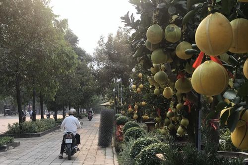Bưởi Diễn giá trăm triệu đồng 'đổ bộ' Sài Gòn