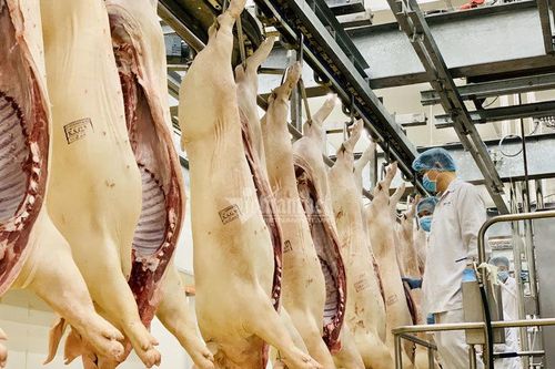 Lường trước nguy cơ khủng hoảng, thiếu thịt lợn nặng