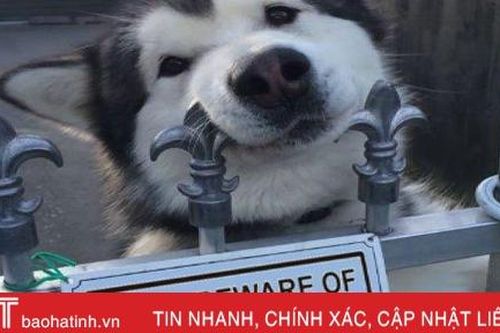 Truyện cười: 'Trú ý chó rữ'