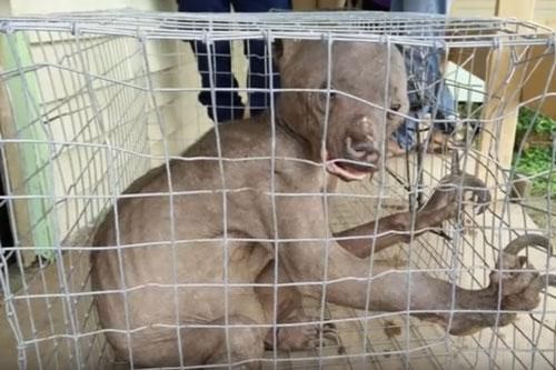 Sinh vật lạ 'ngoài hành tinh' ở Malaysia bị người dân đuổi đánh