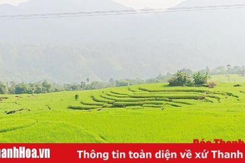 Tín hiệu vui từ mô hình thâm canh lúa cải tiến SRI tại huyện Bá Thước
