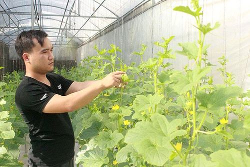 Trồng rau thủy canh, phát triển nông nghiệp sạch