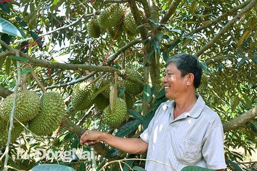 Tiên phong xây dựng vùng sầu riêng VietGAP