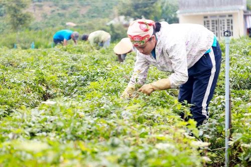 Đam Rông: Chú trọng công tác cán bộ để chuẩn bị cho đại hội Đảng các cấp