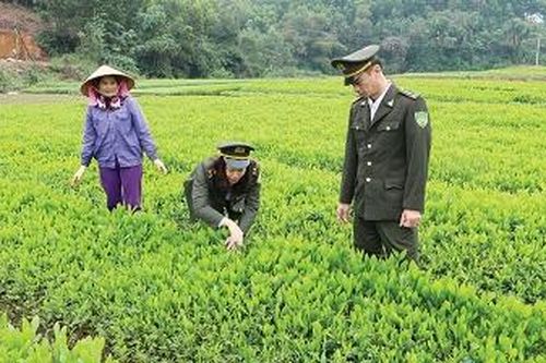 Bảo vệ và phát triển rừng bền vững