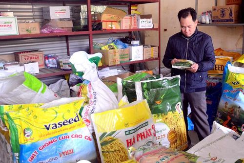 Không có tình trạng khan hiếm giống lúa