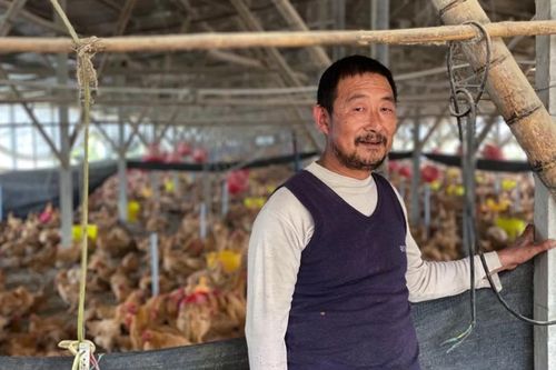 Lợn chết chuyển sang nuôi gà, nông dân Trung Quốc vẫn 'méo mặt' vì thua lỗ