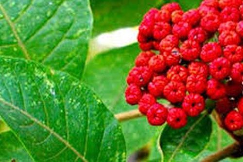 Bác sĩ hướng dẫn cách đơn giản đắp thuốc vào huyệt Dũng tuyền để giảm huyết áp tại nhà