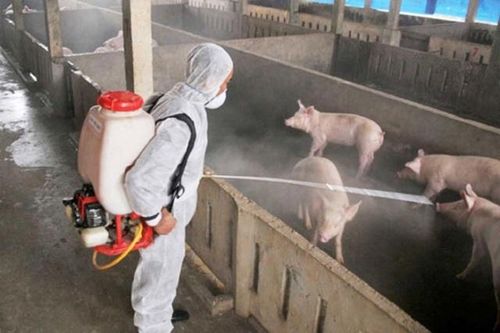 Hà Nội xử phạt 105 hộ chăn nuôi lợn tái đàn không khai báo