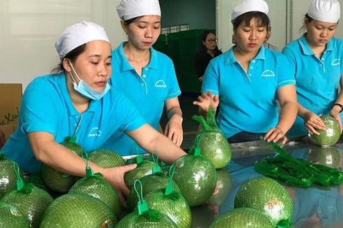 Cơ hội mới rau quả Việt