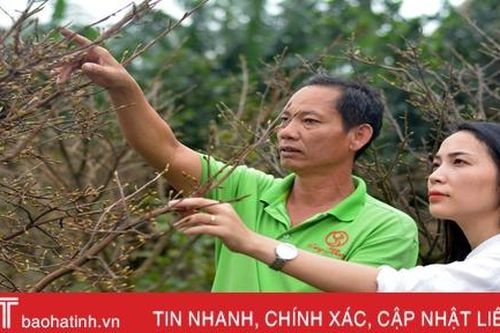 'Thủ phủ' trồng mai Hà Tĩnh tất bật vào vụ Tết