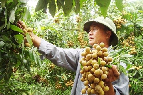 Hưng Yên thúc đẩy trồng cây ăn quả hữu cơ gắn với sản xuất sạch