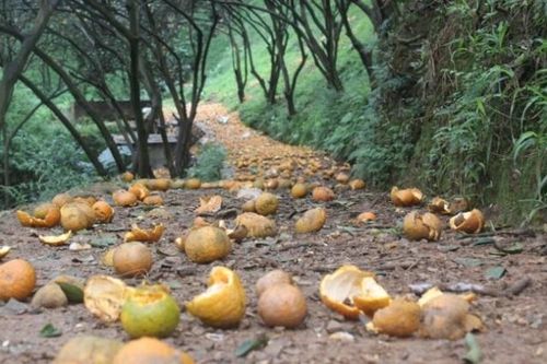 Nguyên nhân khiến hơn 8.000 ha cam Hà Giang rụng quả