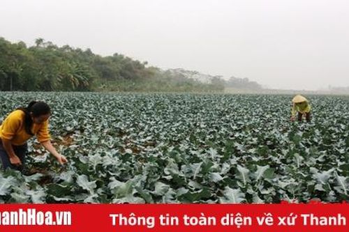 Nông dân tất bật chăm sóc rau màu phục vụ Tết