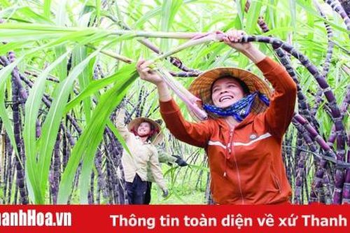Hỗ trợ phát triển sản xuất trong xây dựng nông thôn mới