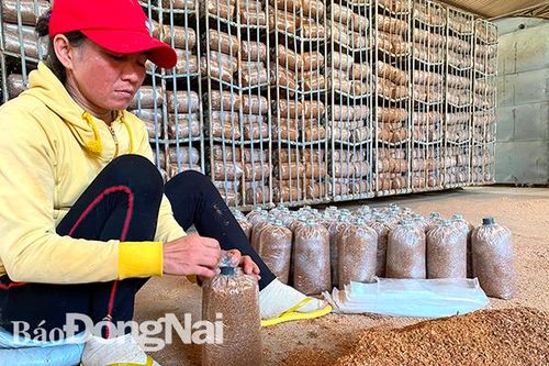 Xây dựng thương hiệu cho nấm Bảo Quang