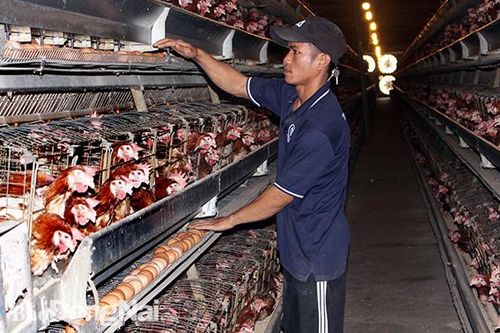 Phổ biến ứng dụng công nghệ cao vào chăn nuôi