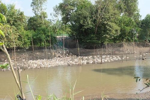Cầm vịt đàn dưới kênh, ảnh hưởng đến nguồn nước mặt