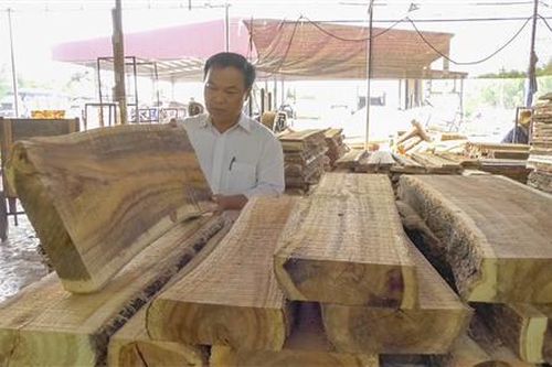 Sản lượng gỗ khai thác năm 2019 ước đạt trên 950.000 m3
