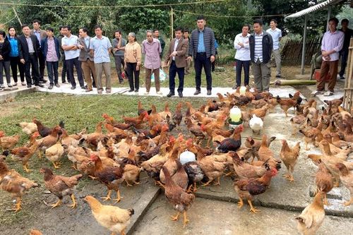Nghiệm thu đề tài chăn nuôi gà lông màu