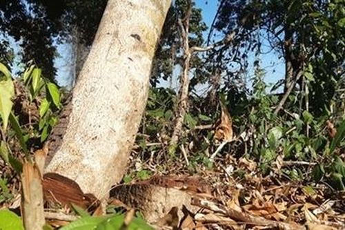 Khu Bảo tồn thiên nhiên ngang nhiên phá rừng lấy gỗ