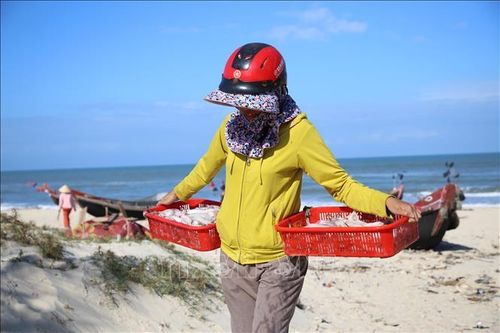Ngư dân Quảng Trị được mùa biển
