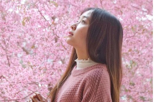 Mùa mai anh đào nở rực thu hút giới trẻ tới Đà Lạt