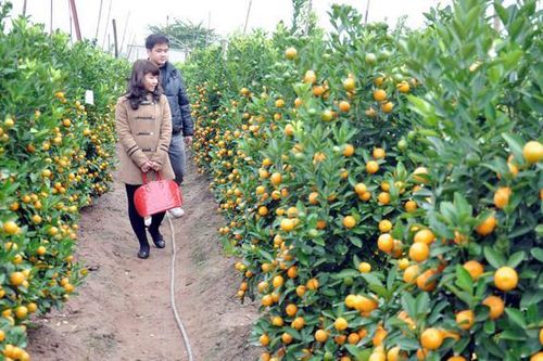Không lo đào, quất sốt giá
