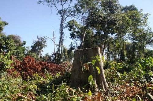 Điều tra vụ đơn vị bảo tồn rừng lại đi phá rừng