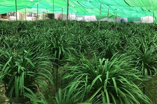 Ôm 'giấc mộng vua Trần', anh nông dân thu 7 tỷ mùa Tết