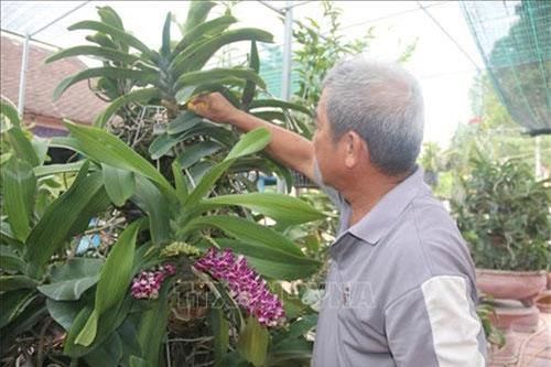 Làm giàu từ trồng hoa lan ở Bà Rịa - Vũng Tàu