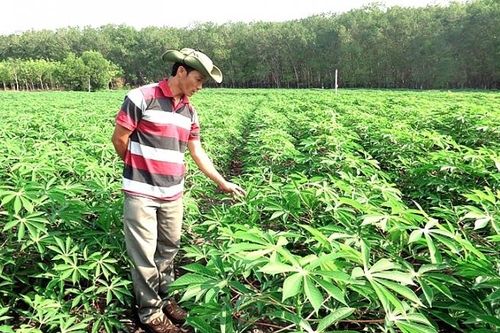 Gia Lai: Thất thu vụ mì
