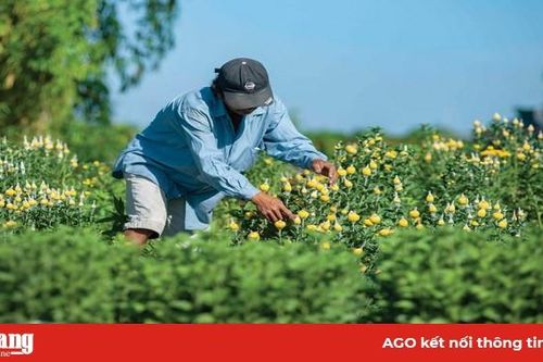 Trồng hoa bán Tết
