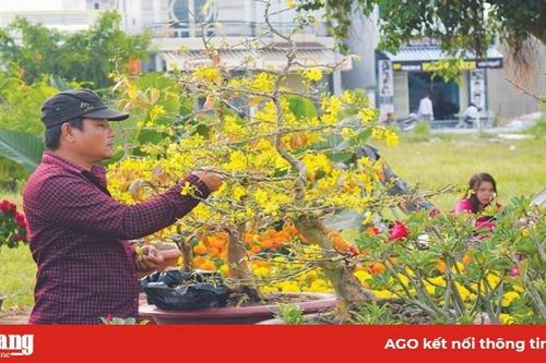 Mai vàng đón Tết