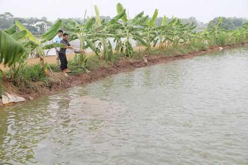 Hạ Hòa phát triển nuôi trồng thủy sản