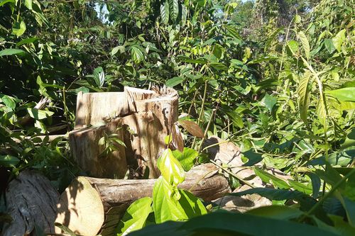 Công an Đồng Nai điều tra vụ phá rừng tại Khu bảo tồn Thiên nhiên