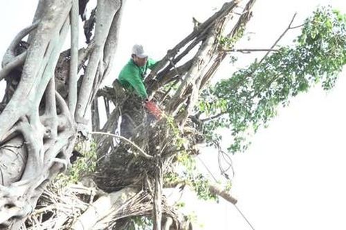 Sa Đéc quyết tâm bảo tồn, gìn giữ cây da trăm tuổi